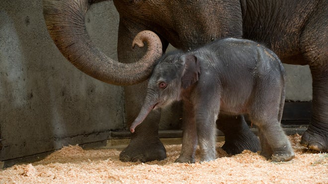 Oregon Zoo Elephant_Angu.jpg